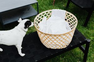 Dog resting beside a basket of clean laundry